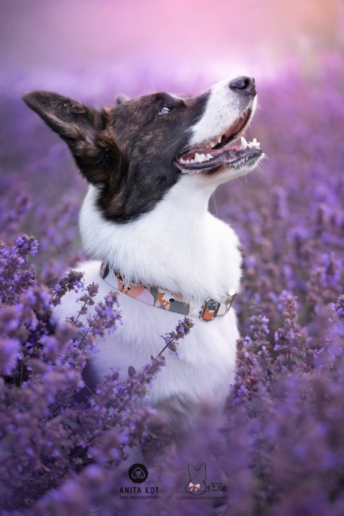 corgi w smyczy i obroży w corgi