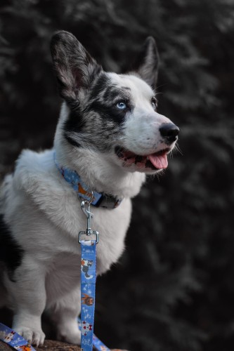 welsh corgi cardigan w obroży i smyczy psodiak z pieskami różnych ras