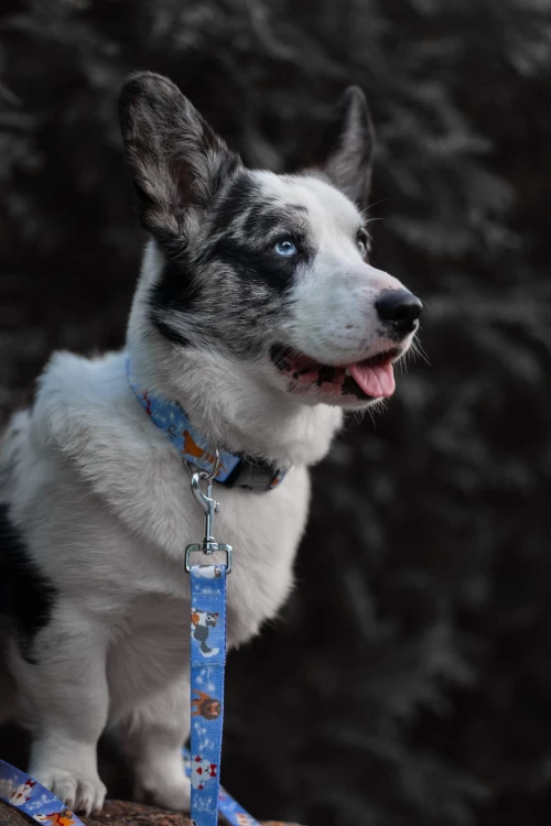 welsh corgi cardigan w obroży i smyczy psodiak z pieskami różnych ras
