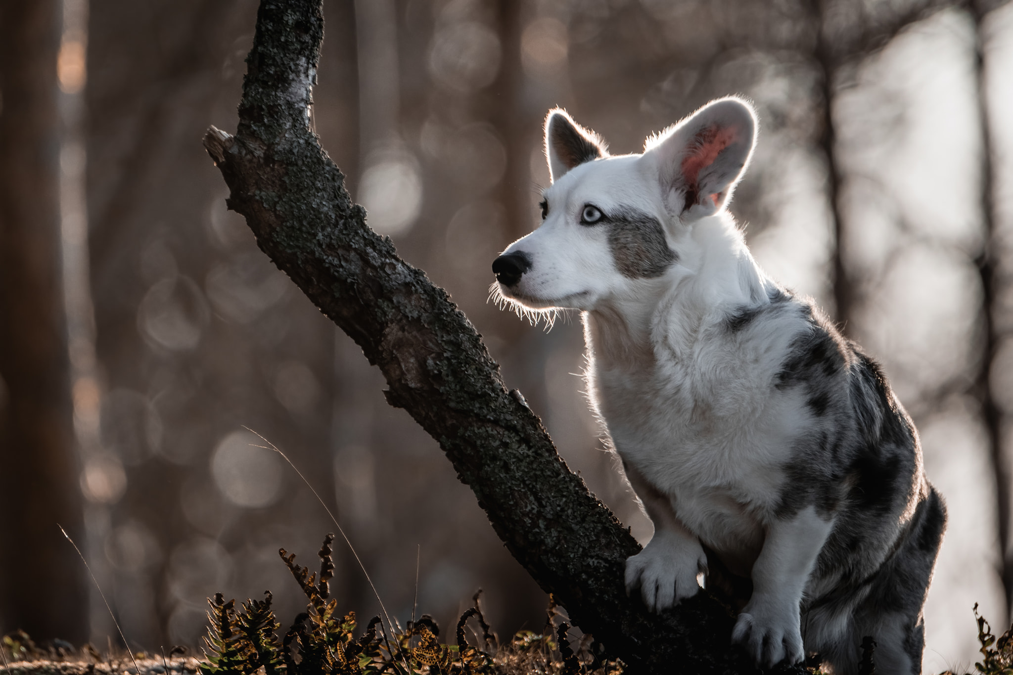 welsh corgi cardigan blue merle Elfie