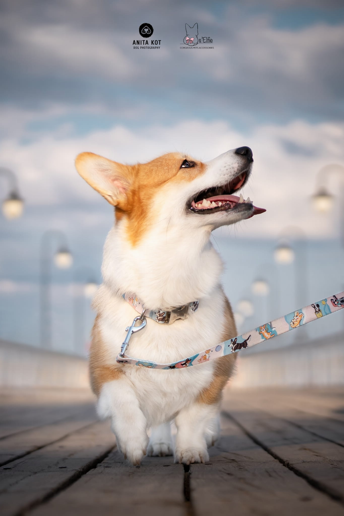 Smycz i obroża dla corgi – jak wybrać najlepszy zestaw?